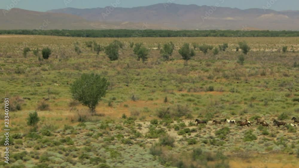 Aerial Group Wild horses freedom landscape California USA Aerial Group Wild horses freedom landscape California USA