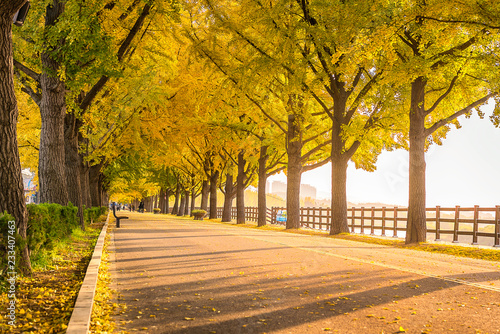 Yellow trees in Korea and warm sunshine in the morning.