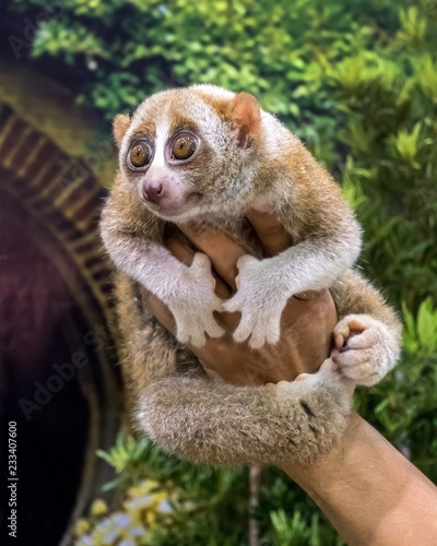 Fotografie Slow loris