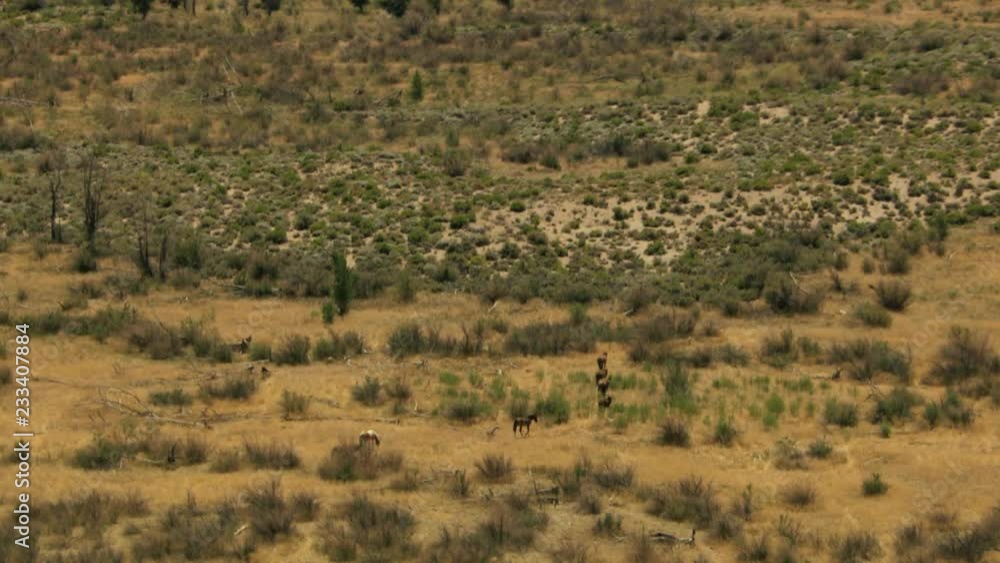 Aerial American Wild horses Rangeland BLM Land USA Aerial American Wild horses Rangeland BLM Land USA
