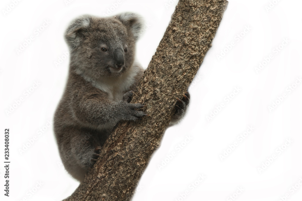 Fototapeta premium Koala bear on white background.