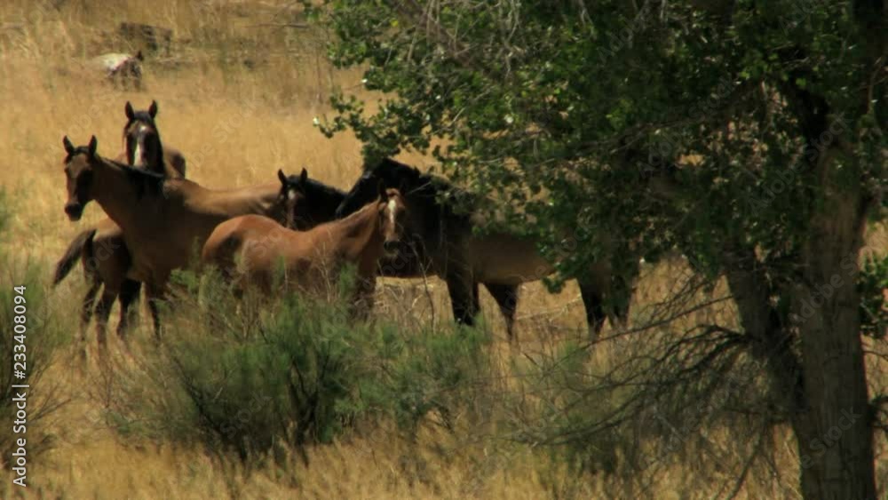 Aerial herd Wild horses Freedom Rangeland plains California USA Aerial herd Wild horses Freedom Rangeland plains California USA