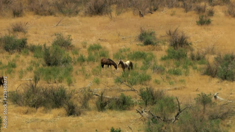 Aerial herd Wild horses livestock freedom scrubland USA Aerial herd Wild horses livestock freedom scrubland USA