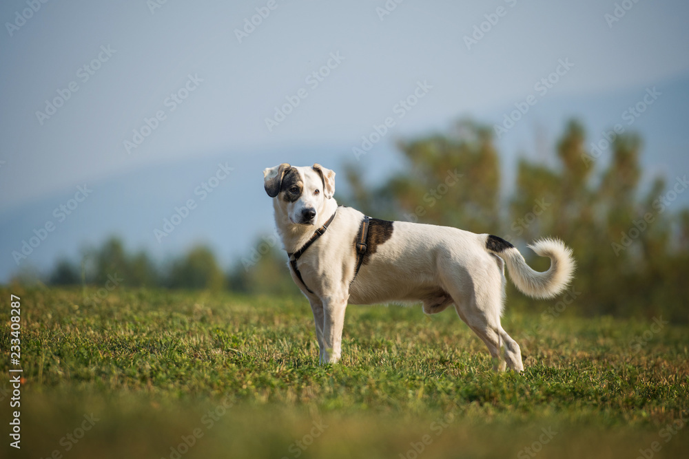 Mixed breed dog standing in a meadow