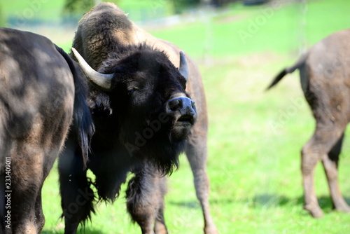 That smell. male Bison smelling a female buffalo