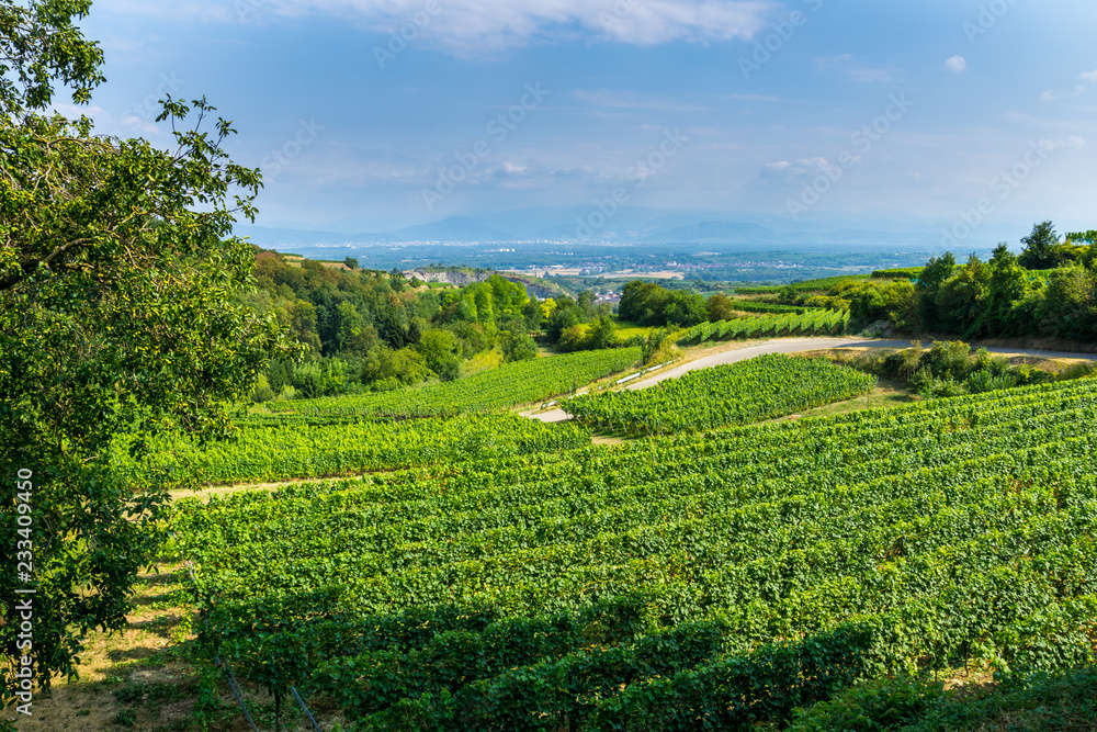 Germany, Intense green vineyard landscape of Kaiserstuhl near Oberbergen