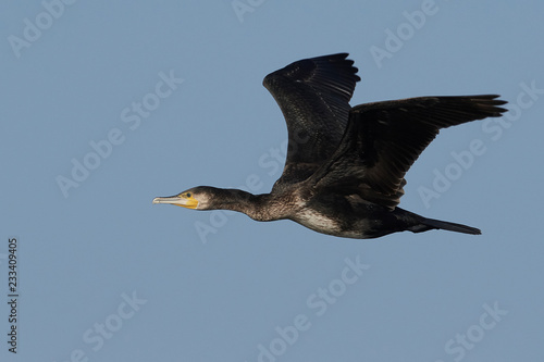 Foto Great cormorant (Phalacrocorax carbo)