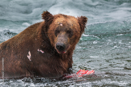 Grizzly bear in Alaska Katmai National Park hunts salmons (Ursus arctos horribilis)