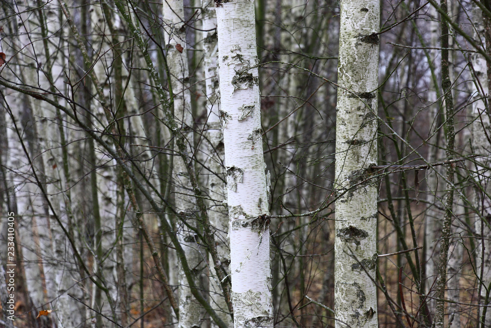 Fototapeta premium Birchwood in november. Fragments of white trunks of young trees.