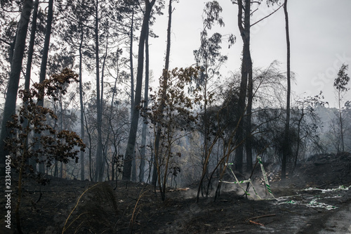 Fototapeta Naklejka Na Ścianę i Meble -  forest burned after a big fire