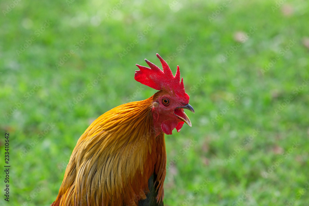 Rooster  head.