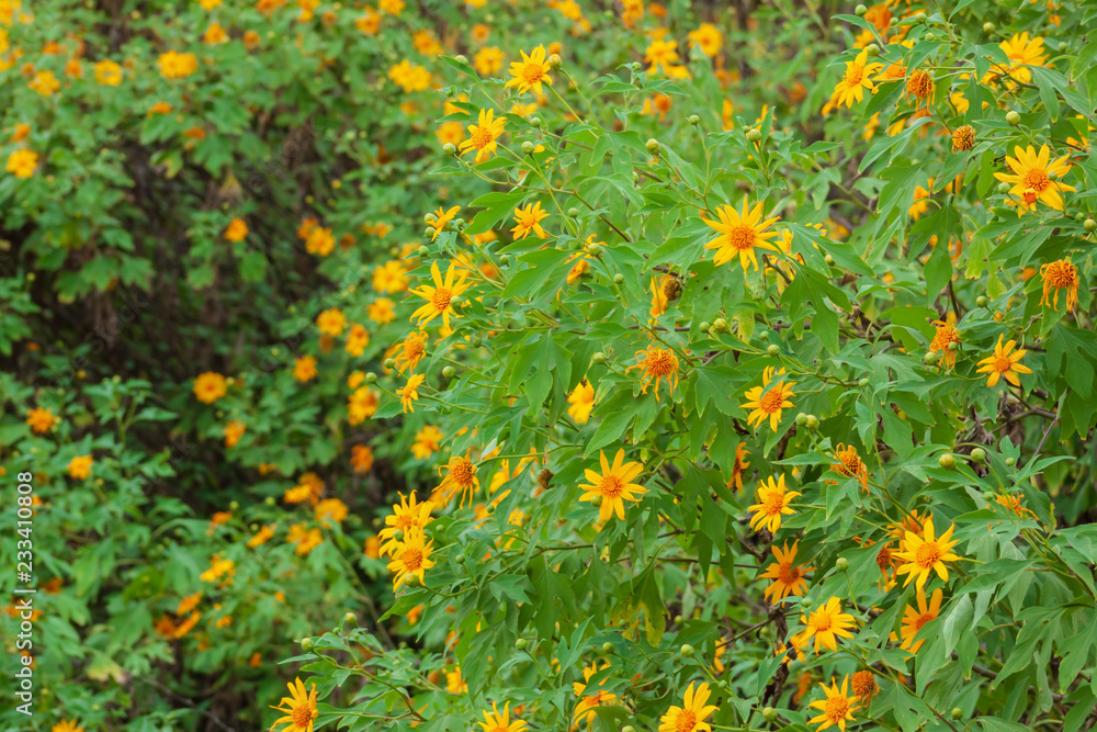 Mexican sunflower blooming