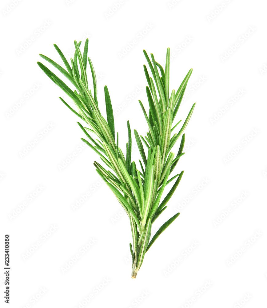 Rosemary isolated on white background