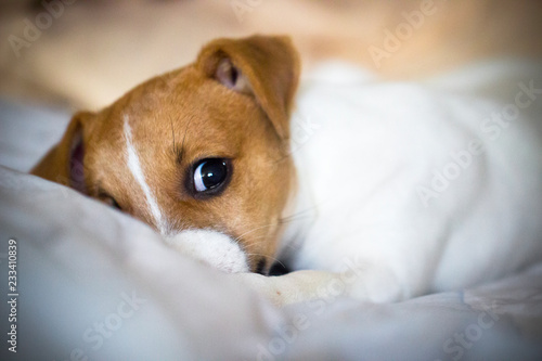Jack Russell Terrier puppy lying on the bed © Zhurkovich Ekaterina