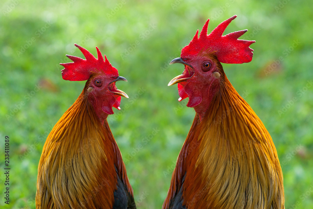 Naklejka premium Rooster head.