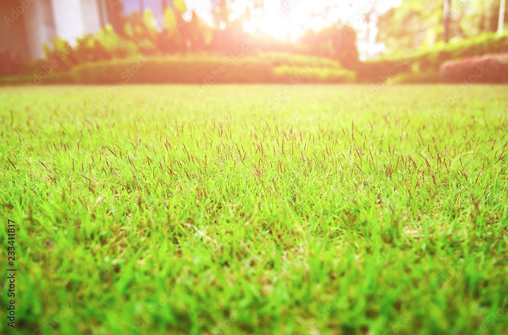The morning sun shines on the green lawn, The backyard for the background, The meadow grass. Blur background