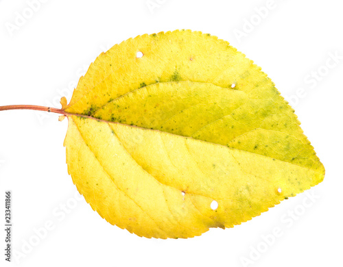 yellowed apricot leaf. on a white background