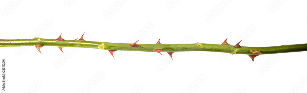 stem of roses with prickles. on a white background stem of roses with prickles. on a white background