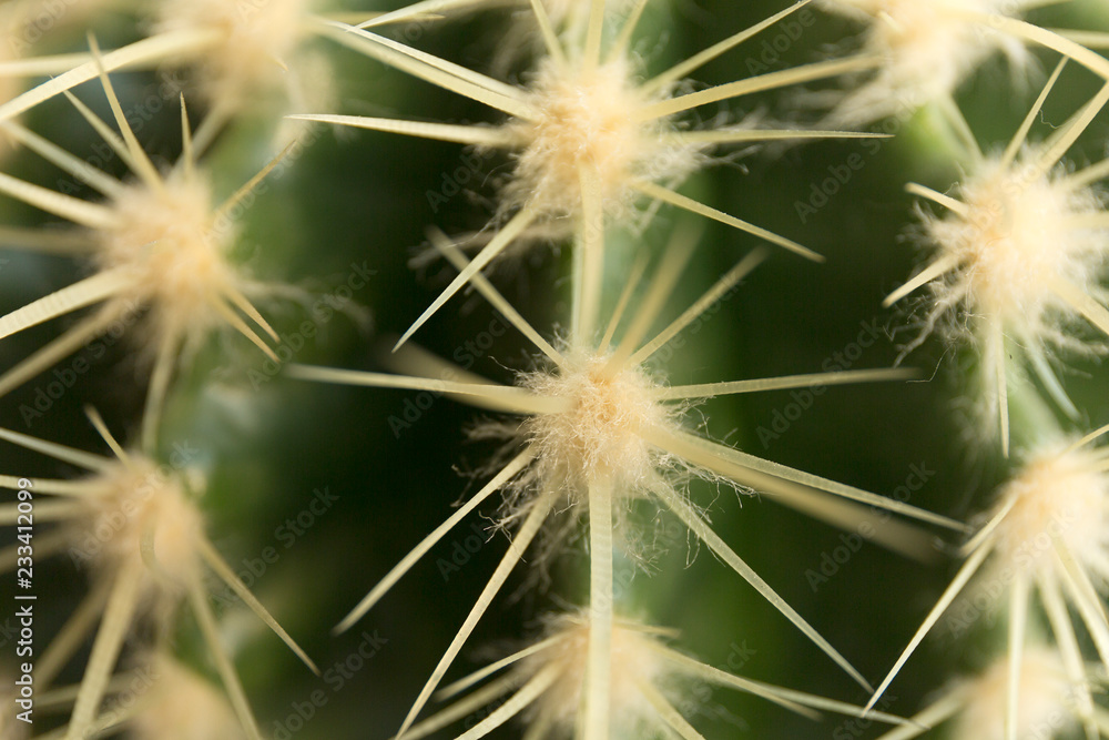 Close up of cactus long thorns texture. Close up of cactus long thorns texture.