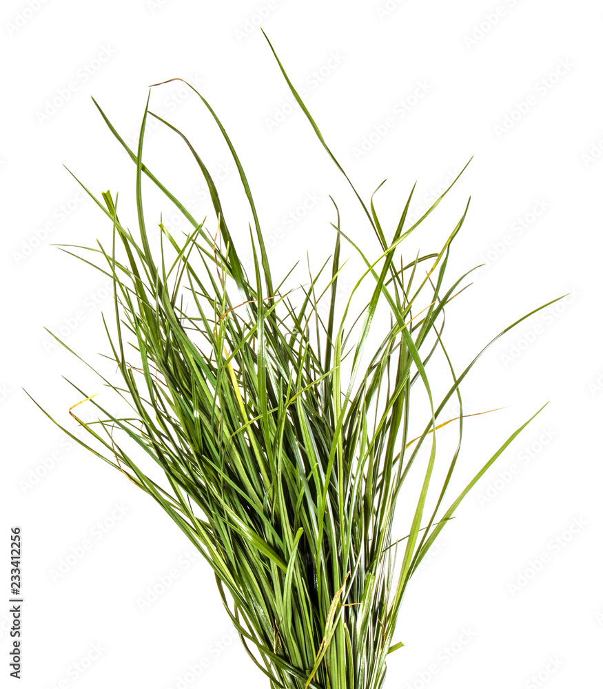 bunch of green grass. on a white background bunch of green grass. on a white background