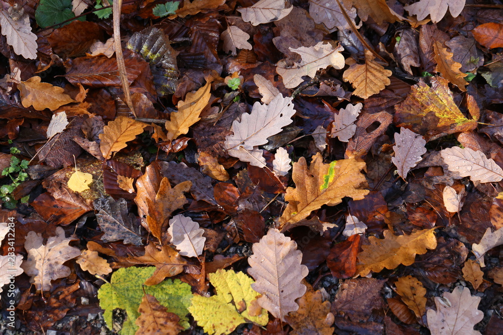 Carpet of autumn leaves. Fallen autumn leaves on the ground.