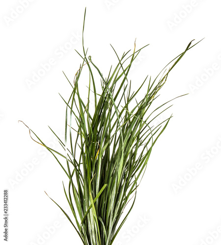 bunch of green grass. on a white background