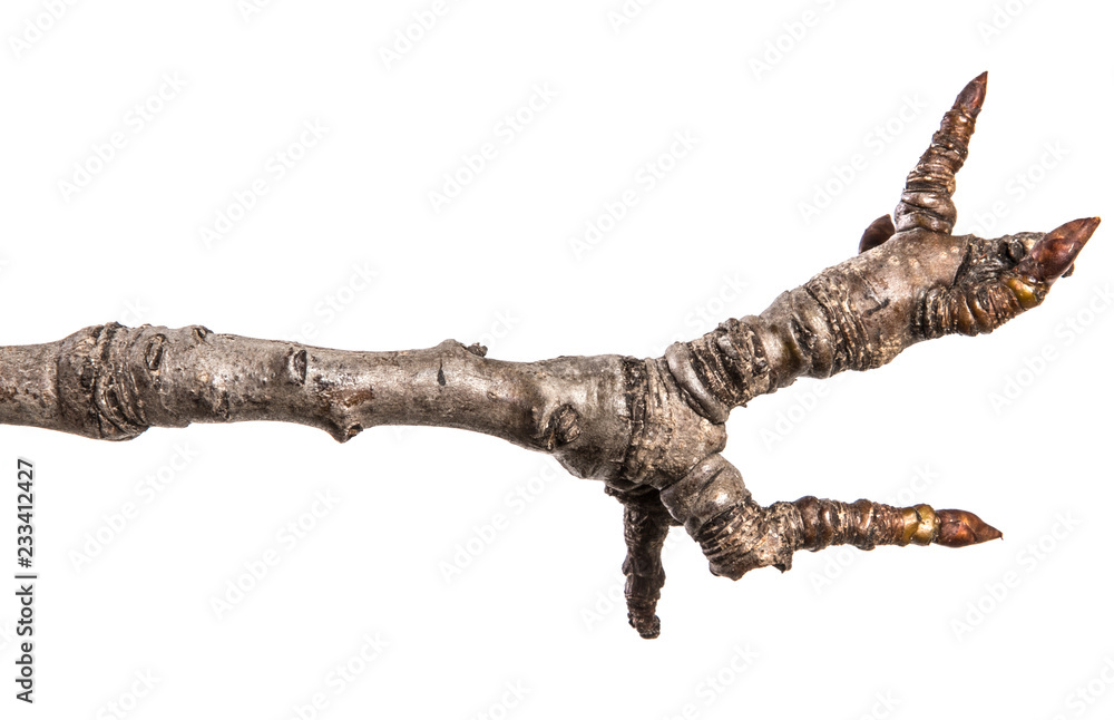 dry pear tree branch with buds. on a white background dry pear tree branch with buds. on a white background