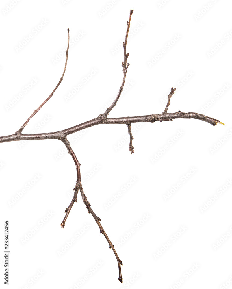 dry pear tree branch with buds. on a white background dry pear tree branch with buds. on a white background