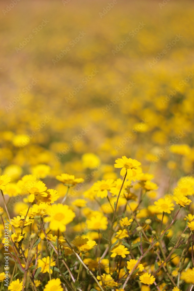 Fototapeta premium field of yellow flowers