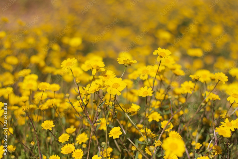 Fototapeta premium field of yellow flowers