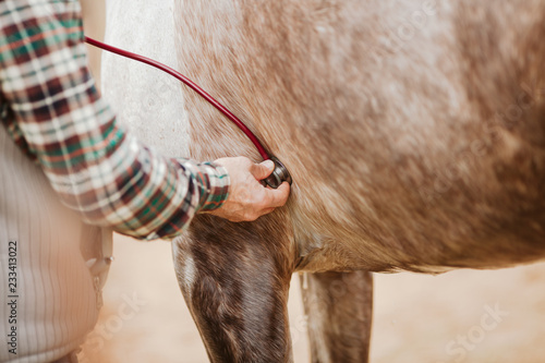Veterinarian heartbeat