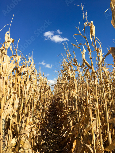 Ripe corn against a beautiful fall blue sky