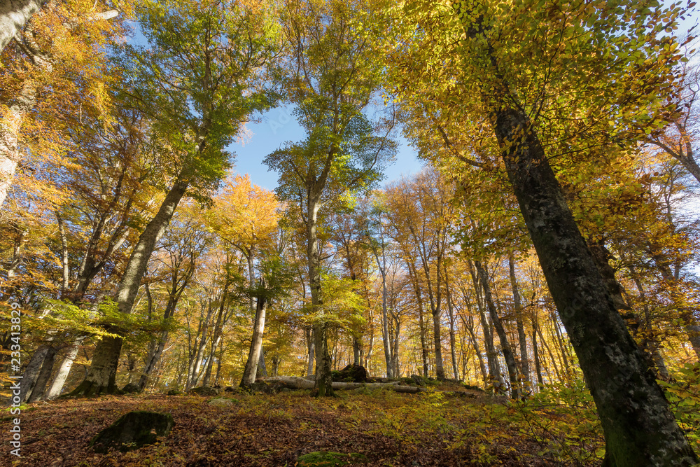 Fototapeta premium Beech forest with trees in backlight. Dry leaves of the undergrowth. Autumn colors, branches and trunks without leaves. Beech forest, beech forest in autumn.