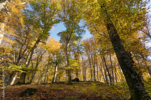 Beech forest with trees in backlight. Dry leaves of the undergrowth. Autumn colors, branches and trunks without leaves. Beech forest, beech forest in autumn.