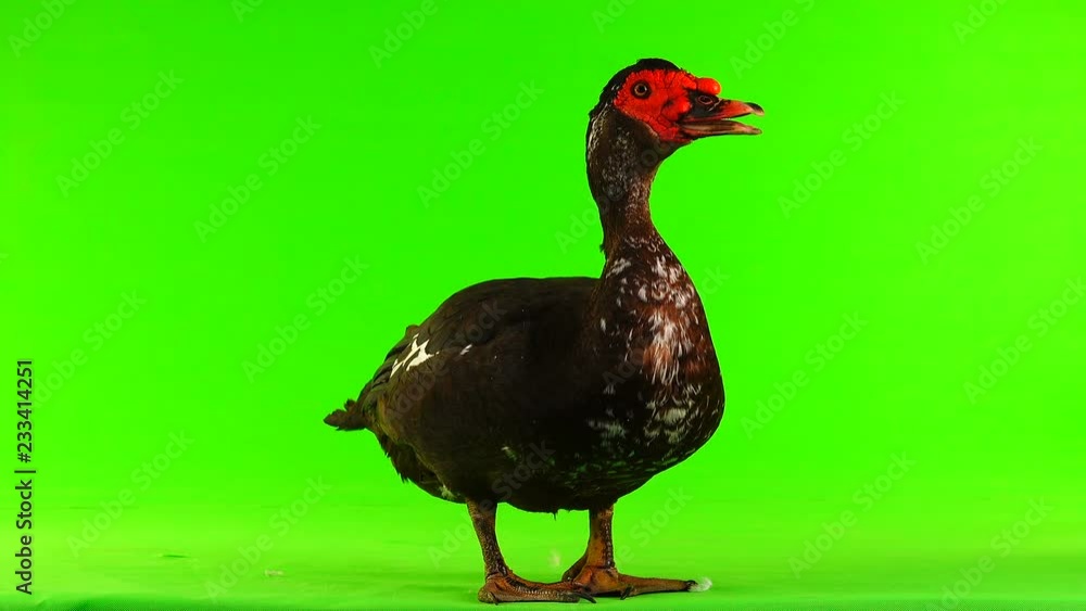 cairina moschata duck large chocolate male weighing 6 kilograms and 1 year on a green screen cairina moschata duck large chocolate male weighing 6 kilograms and 1 year on a green screen