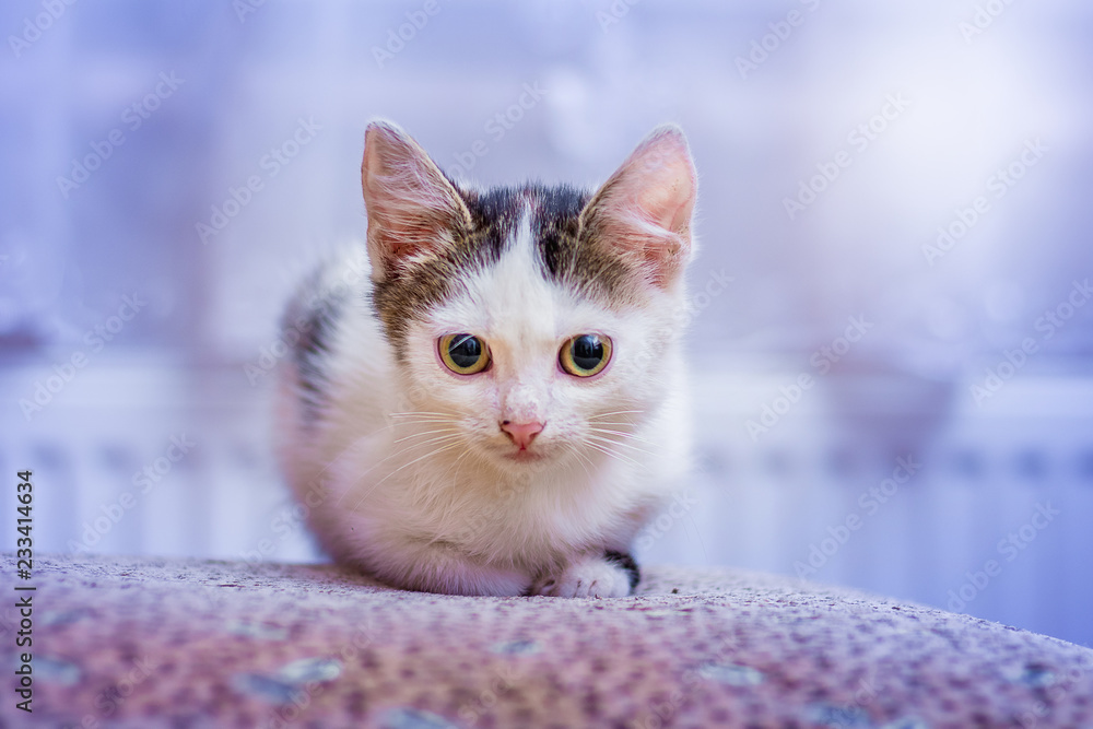 A white kitten with big beautiful eyes sitting in the room_