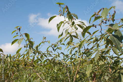 Cassava tree in field