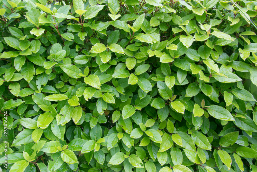Obraz premium Background from green leaves.