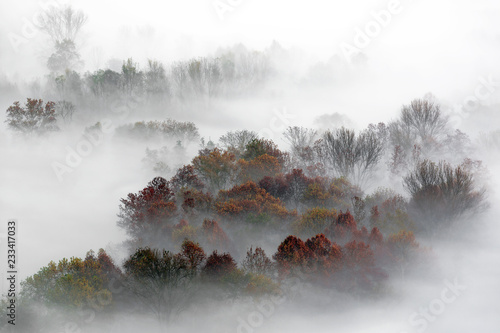 Panorama sulla foresta nebbiosa, Italia