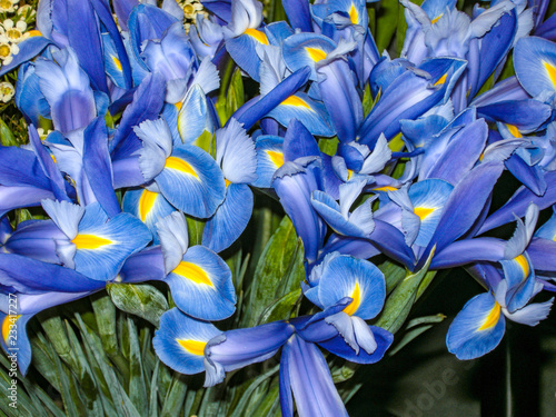 Flowers with blue petals and yellow middle