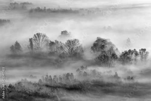 Bianco e nero sulla foresta avvolta dalla nebbia, Italia photo