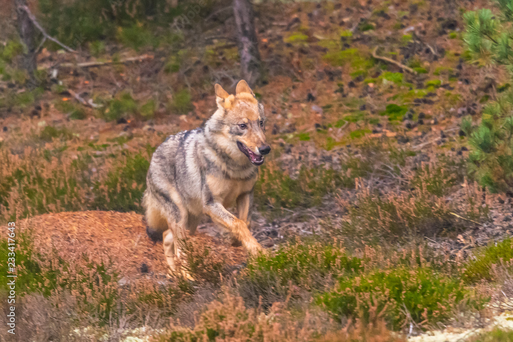 Close up portrait of a grey wolf (Canis Lupus) also known as Timber wolf displaying an agressive facial dominant expression in the Canadian forest during the summer months Close up portrait of a grey wolf (Canis Lupus) also known as Timber wolf displaying an agressive facial dominant expression in the Canadian forest during the summer months