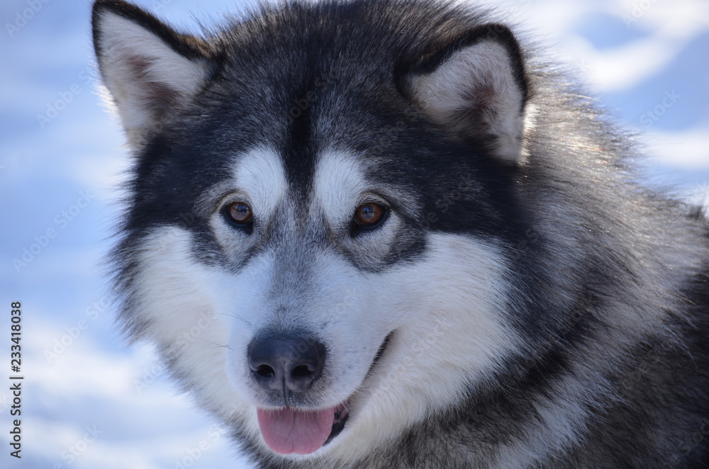 Beautiful Male Husky Dog Beautiful Male Husky Dog