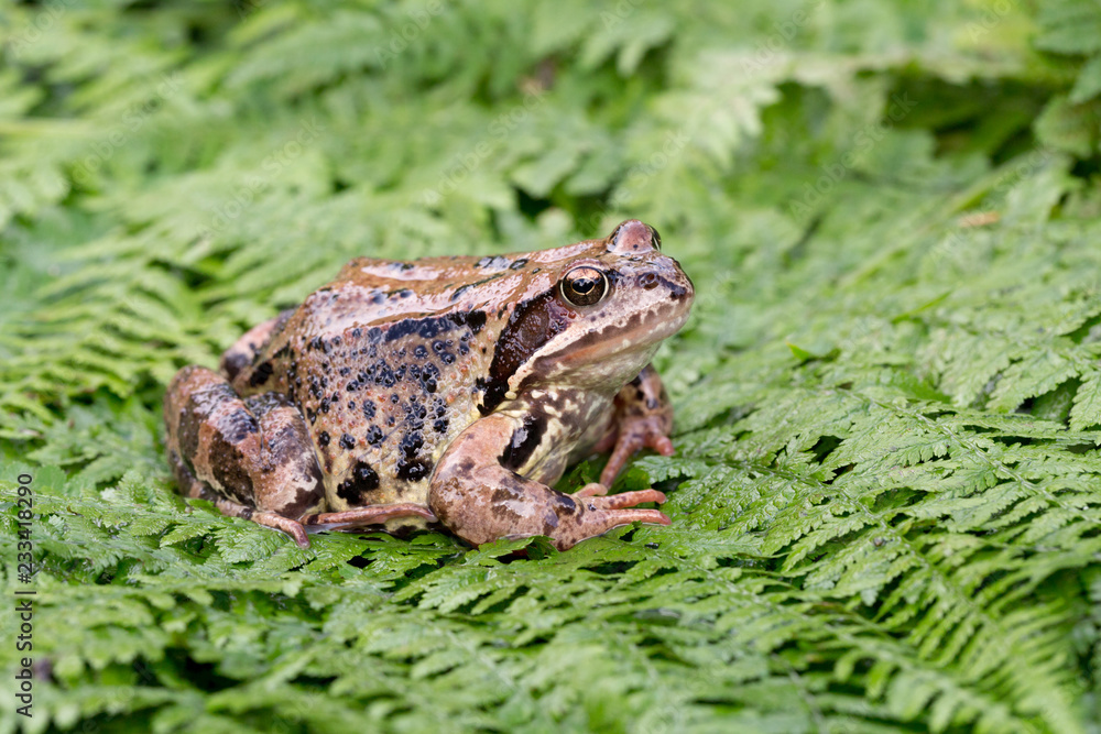 Frog on fern Frog on fern