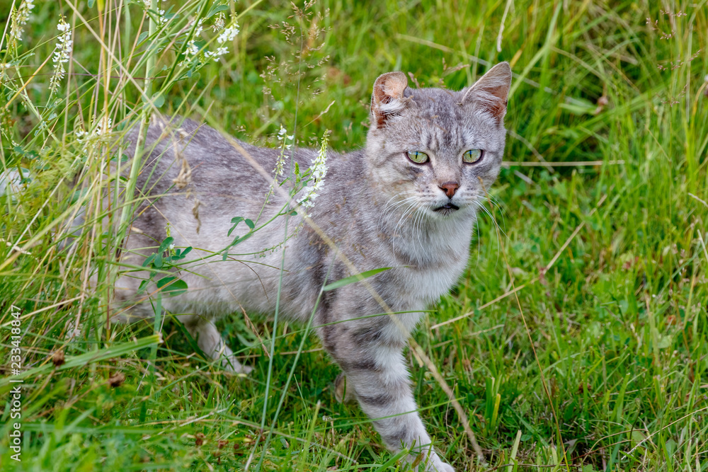 beautiful grey cat standing in green grass beautiful grey cat standing in green grass