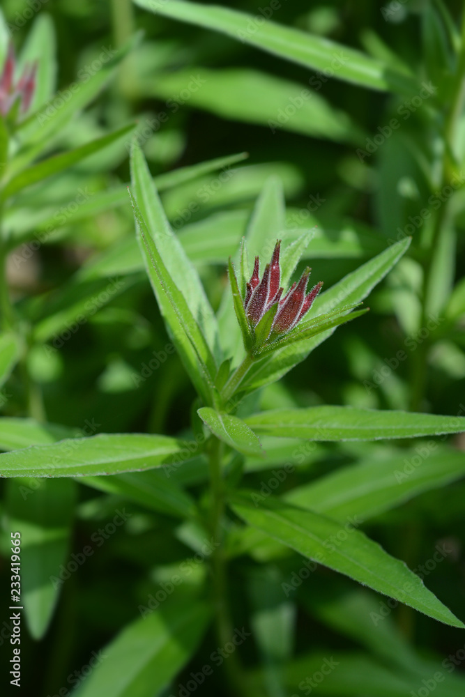 Narrowleaf evening primrose Narrowleaf evening primrose