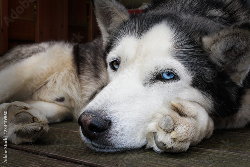 Husky liegt auf der Terasse