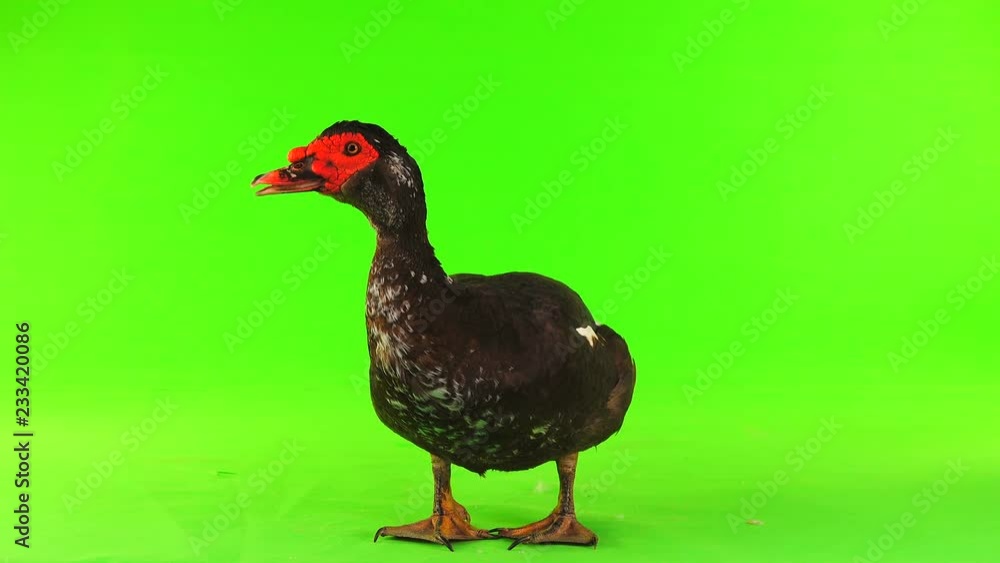 cairina moschata duck large chocolate male weighing 6 kilograms and 1 year on a green screen cairina moschata duck large chocolate male weighing 6 kilograms and 1 year on a green screen