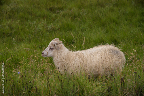 Sheep in grassy meadow, Iceland