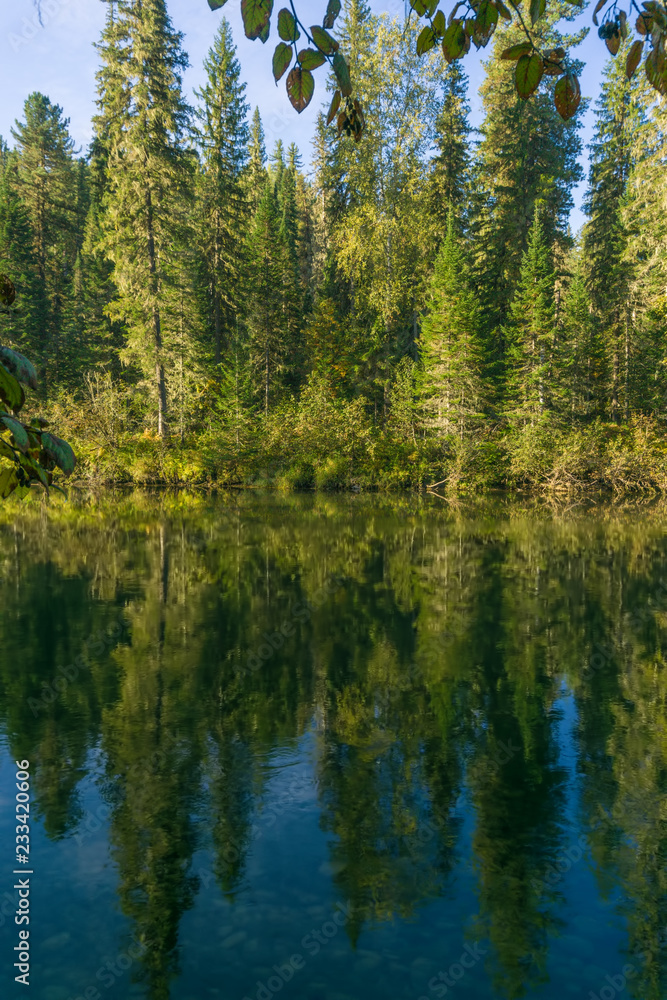 Coniferous trees over still water
